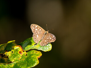 Speckled Wood Butterfly Resting on a Leaf