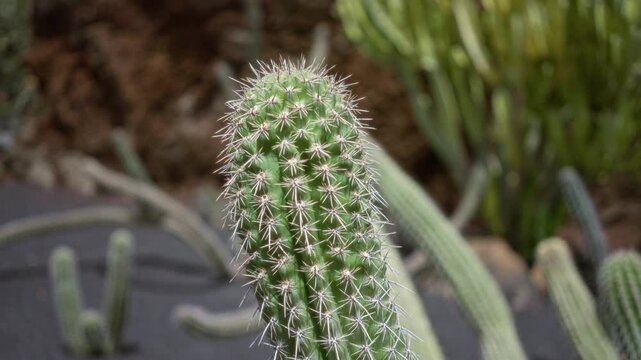 Cactus thriving outdoors in daylight at a cactus garden in lanzarote, canary islands, showcasing echinopsis pachanoi or san pedro cactus.