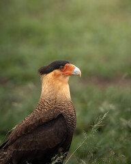 Crested Caracara (Caracara plancus), Carcar&aacute;