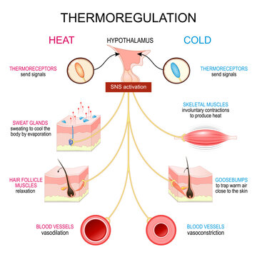 Thermoregulation. Homeostasis. Body temperature regulation