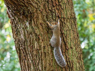 Grey Squirrel Climbing a Tree