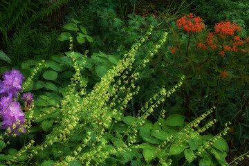 Garden, environment and plants with flowers in nature for eco friendly, blossom and ecology....