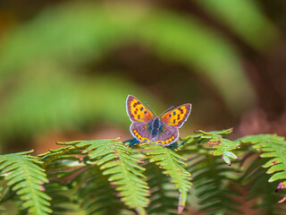 Small Copper Butterfly on a Fern