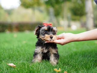 Yorkshire Terrier Puppy Sitting on Green Grass. Fluffy, cute dog Looks at the Camera. Domestic pets	
