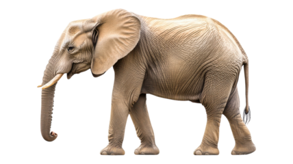 An adult elephant walks gracefully on a transparent background, showcasing its majestic features and unique skin texture.