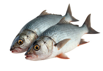 Fototapeta premium fresh fish on white background