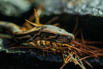 beautiful photo of a python snake in beautiful photo of a python snake in nature
