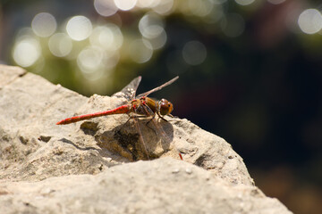 dragonfly sitting on the rock in the sunlight close-up