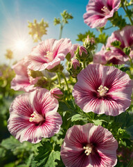 Bright colourful fresh mallow malva first flowers in the garden delicate background. Celebrating of spring. Floral template.	
