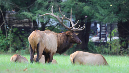 Large bull elk bugling