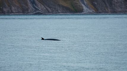 A whale swims peacefully in the tranquil waters of Svalbard during the early evening hours