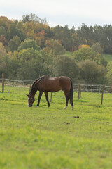Obraz premium A beautiful brown horse is peacefully grazing in a lush, green grassy field filled with vibrant plants and other natural scenery