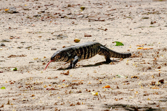 Rio de Janeiro, RJ, Brazil, 10/22/2024 - Black and white tegu, teiu-gigante, Salvator merianae, big lizard spotted at Grajau State Park - the lizard can reach 4&ndash;4.5 feet (120&ndash;140 cm)