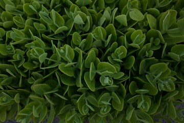 Fototapeta premium Close-up detailed shot of green succulent plants with thick, fleshy leaves.