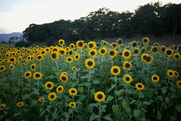 Obraz premium Vibrant meadow filled with blooming sunflowers, with green bushes in the background