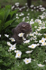 beautiful gray cat sits among green grass and flowers in nature