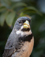 Double-collared Seedeater ♂ (Sporophila caerulescens), Coleirinho 