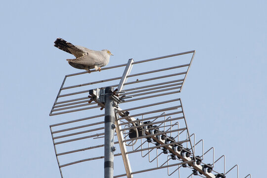 Bird Cuculo (Cuc&ugrave;)
Migratory bird in Italy known as "cuc&ugrave;"; more scientifically known as "cuculo"