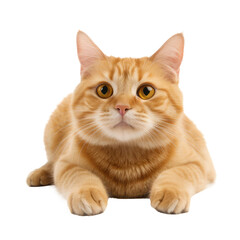 Obraz premium cute cat looking isolated on white