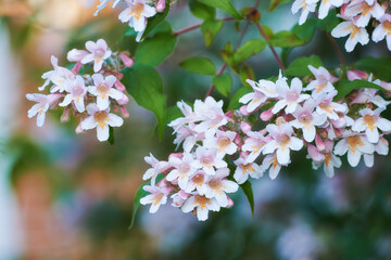 Branch, flowers and outdoor nature for growth, blossom and countryside for sustainability in China. Garden, ecology bloom and forest for trees with plants, calm meadow and peace in woods on holiday
