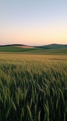 Obraz premium Serene Barley Field Bathed in Soft Glowing Light