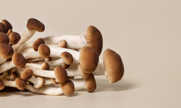 Fresh raw brown poplar mushrooms or velvet pioppini mushrooms on beige closeup