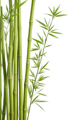 Fototapeta premium bamboo sticks and leaves isolated on transparent background