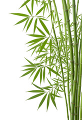 Fototapeta premium bamboo sticks and leaves isolated on transparent background