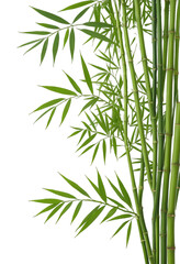 bamboo sticks and leaves isolated on transparent background