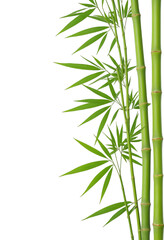 Fototapeta premium bamboo sticks and leaves isolated on transparent background