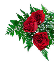 Posturized red roses with fern on a white background
