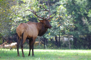 Large bull elk bugling 