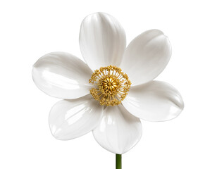 white flower isolated on transparent background