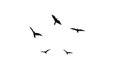 Flying birds silhouettes And Vector illustration.
