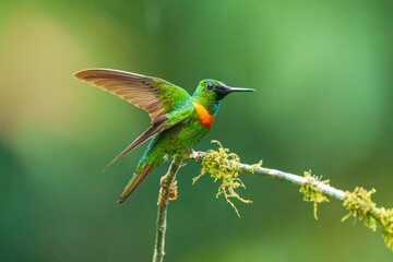 Gould's Jewelfront Heliodoxa aurescens, rare humminbird of Ecuador.