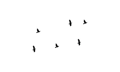 Flying birds silhouettes And Vector illustration.
