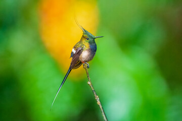  The Wire-crested Thorntail, Discosura popelairii is an elegant and iridescent hummingbird of Ecuador. It's long thin crest and long tail account for its name. © Miroslav Srb