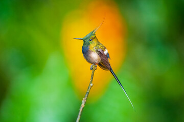 The Wire-crested Thorntail, Discosura popelairii is an elegant and iridescent hummingbird of...