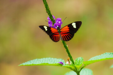 Naklejka premium Postman butterfly is sucking nectar. Heliconius melpomene