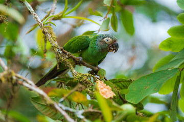 Dusky-headed parakeet (Aratinga weddellii), also known as Weddell's conure or dusky-headed conure in aviculture, is a small green Neotropical parrot with dusty grey head found in South America