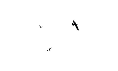 Fototapeta premium Flying birds silhouettes And Vector illustration. 