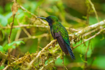 Black-throated Brilliant, Heliodoxa schreibersii, detail portrait of hummingbird from Ecuador and Peru. Shiny tinny bird, green and violet plumage. Tropic forest in Sumaco, Ecuador. Wildlife nature.