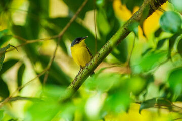 Fototapeta premium The common tody-flycatcher or black-fronted tody-flycatcher (Todirostrum cinereum) is a very small passerine bird in the tyrant flycatcher family.