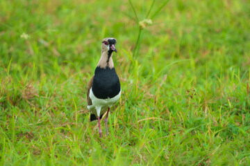 Southern Lapwing, Vanellus chilensis, water exotic bird during sunrise, Ecuador