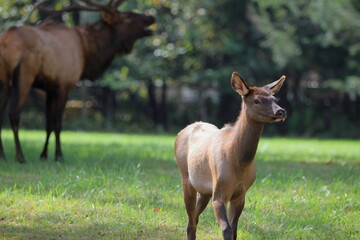 Young elk with large, blurred bull elk in background