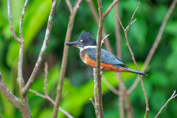 The ringed kingfisher (Megaceryle torquata) beautiful orange, white and blue kingfisher