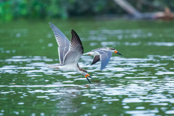 A black skimmer (Rynchops niger) in flight 