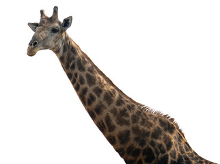 Giraffe im Busch vom Krüger National Park - Kruger Nationalpark Südafrika vorbereitet als png Datei