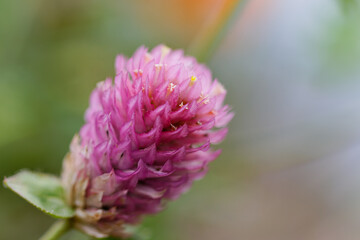 センニチコウのクローズアップ01