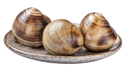 Fresh clams arranged on a ceramic plate, showcasing natural patterns and textures, ready for a seafood feast or culinary preparation.